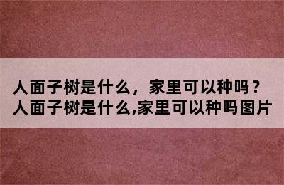 人面子树是什么，家里可以种吗？ 人面子树是什么,家里可以种吗图片